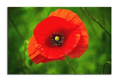 Fototapeta Red Poppy 24844